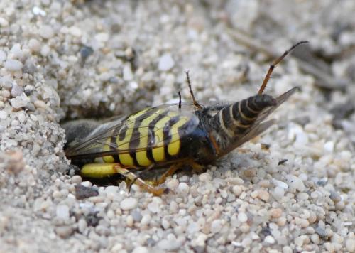 Réf. 284 859 : Bembix oculata